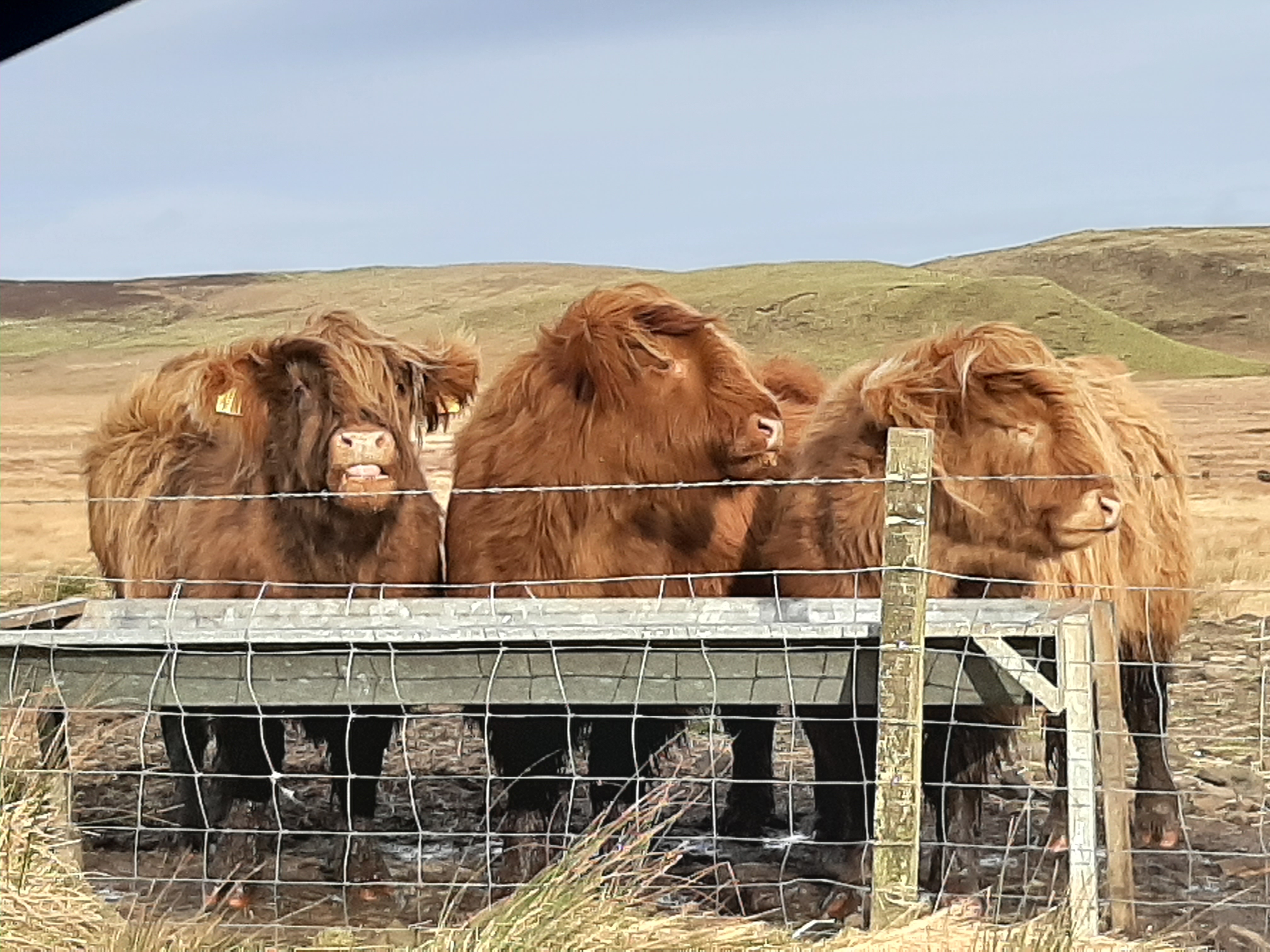 photos de vaches sur la route en Écosse